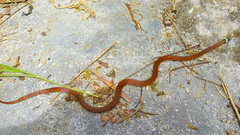 Sinomicrurus kelloggi