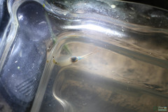 Branchipus schaefferi