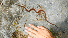 Sinomicrurus kelloggi