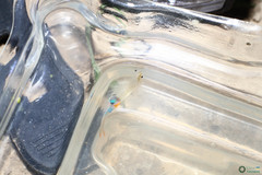 Branchipus schaefferi