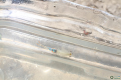 Branchipus schaefferi