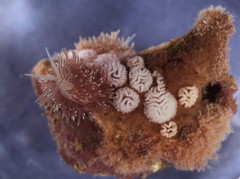 Cuthona divae