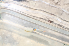 Branchipus schaefferi