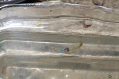Branchipus schaefferi