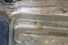 Branchipus schaefferi