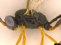 Pristomerus