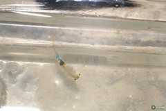 Branchipus schaefferi