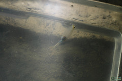 Branchipus schaefferi