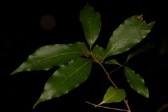 Endiandra muelleri muelleri