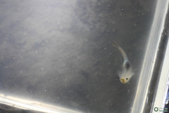 Branchipus schaefferi