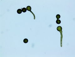 Vaucheria fontinalis