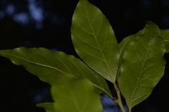 Endiandra muelleri muelleri