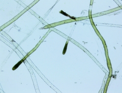 Vaucheria fontinalis