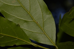 Endiandra muelleri muelleri