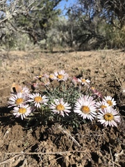 Townsendia florifera