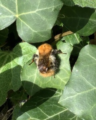 Bombus pascuorum
