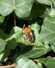 Bombus pascuorum