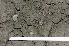 Branchipus schaefferi