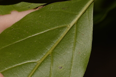 Endiandra muelleri muelleri