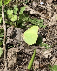 Gonepteryx rhamni