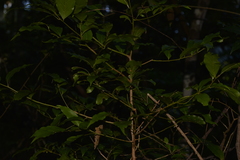 Endiandra muelleri muelleri