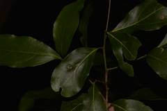 Endiandra muelleri muelleri