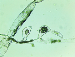 Vaucheria fontinalis