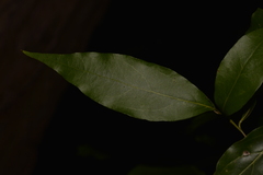 Endiandra muelleri muelleri