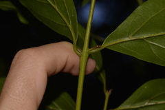 Endiandra muelleri muelleri