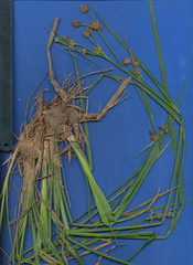 Rhynchospora holoschoenoides