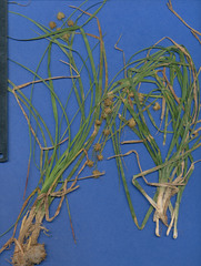 Rhynchospora holoschoenoides