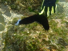 Holothuria leucospilota