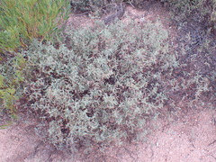 Hermannia lavandulifolia