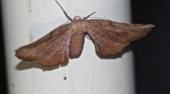 Parepisparis multicolora