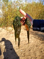 Vaucheria fontinalis