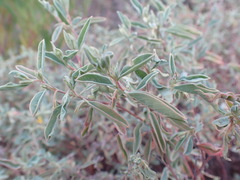 Hermannia lavandulifolia