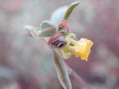Hermannia lavandulifolia
