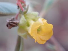 Hermannia lavandulifolia