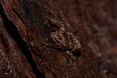 Paleticus cordipennis