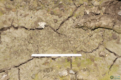 Branchipus schaefferi