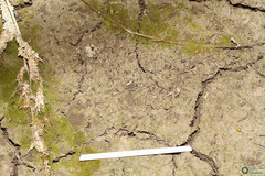 Branchipus schaefferi