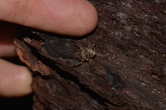 Paleticus cordipennis