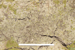 Branchipus schaefferi