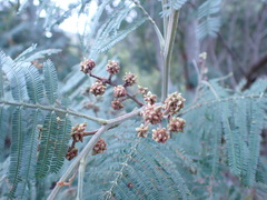 Dasineura rubiformis