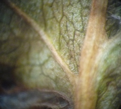 Crataegus macrocarpa