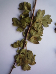 Crataegus macrocarpa