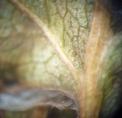 Crataegus macrocarpa