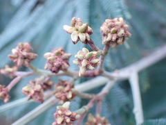 Dasineura rubiformis