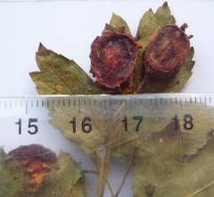 Crataegus macrocarpa