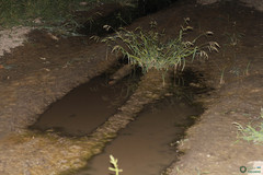 Branchipus schaefferi